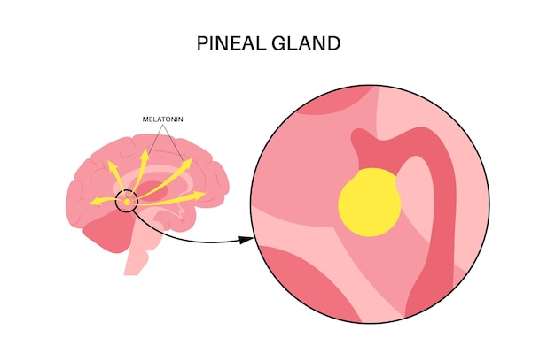 Pineal gland anatomy