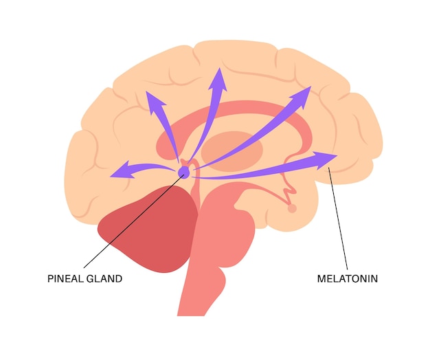 Vector pineal gland anatomy