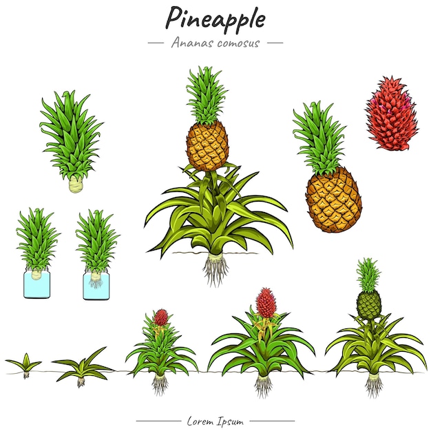 Pineapple Ananas comosus illustrations set