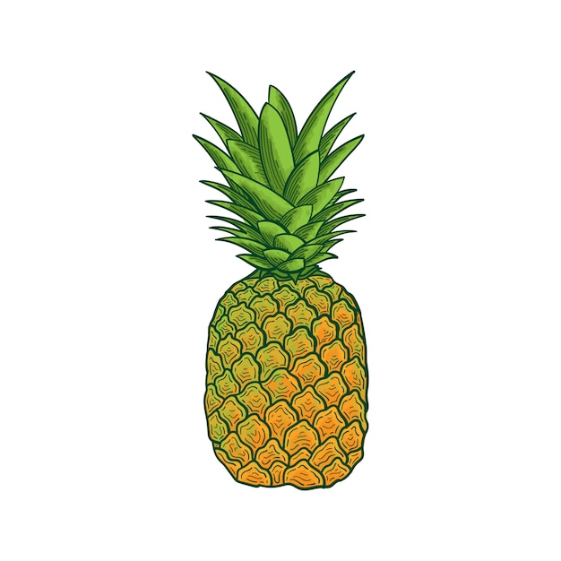 Pineapple clipart. exotic tropical fruit.