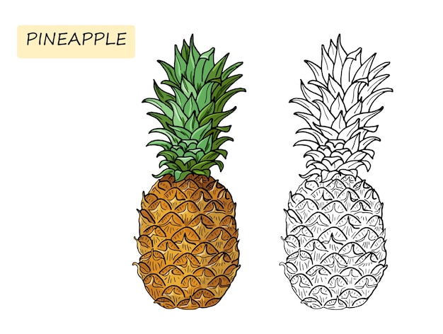 Pineapple.Coloring book for kids. Summer tropical food for healthy lifestyle.Whole fruit. hand drawn illustration. sketch on a white background.