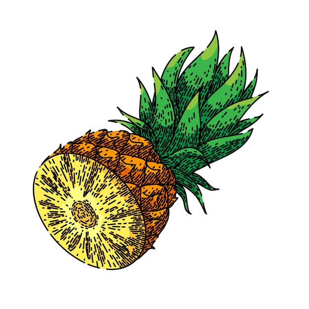 Vettore disegnato a mano di schizzo del taglio dell'ananas