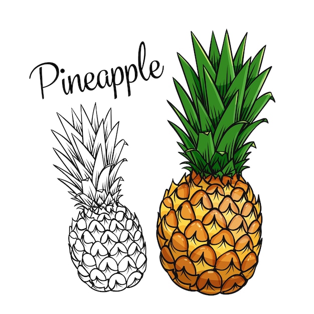 Pineapple drawing icon