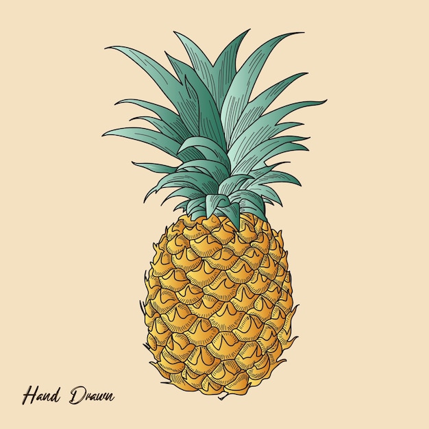 Ananas fruit vintage disegno a mano vector stock illustration