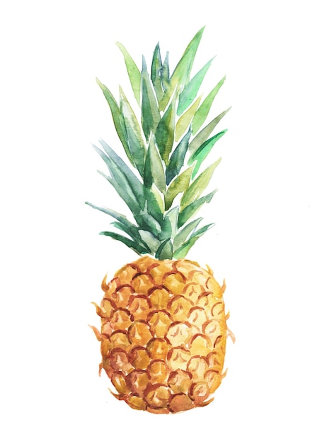 Pineapple, pineapple illustration, fruit, dessert, sweet food, watercolor