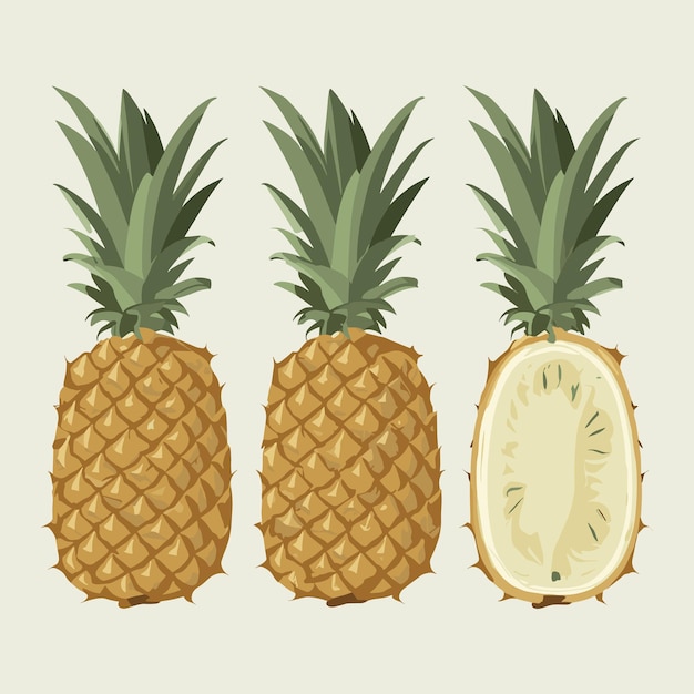 Vector pineapple set vector illustration isolated on white background