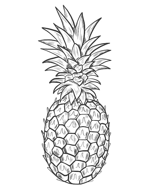 Pineapple sketch