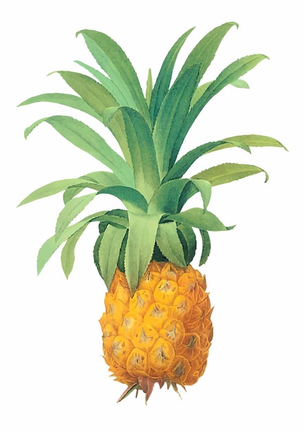 Vettore di ananas