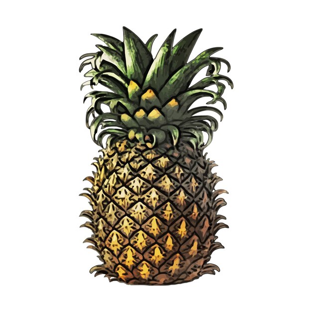 Vector pineapple watercolor vector illustration