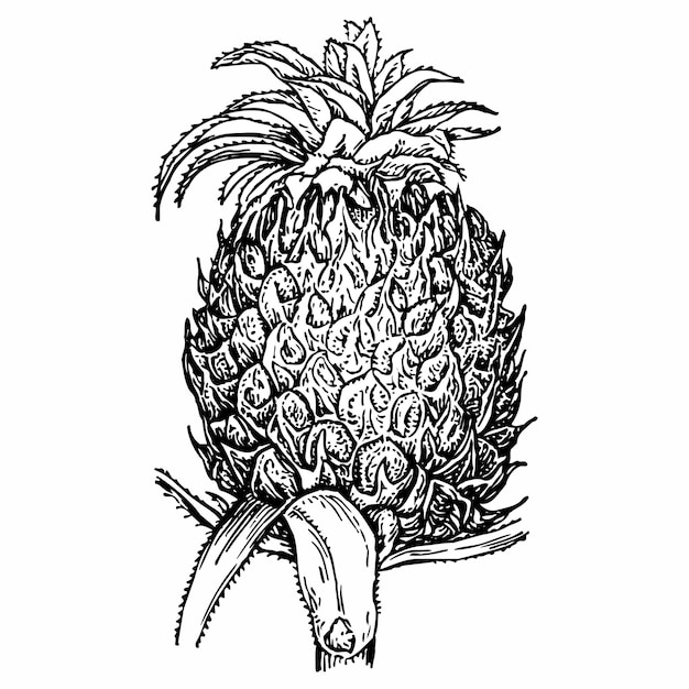 Pineapple