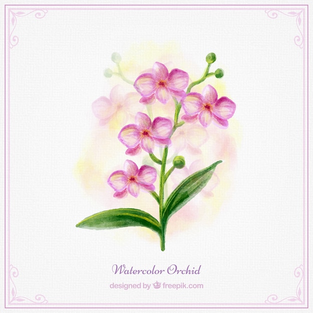 Pink aquarel orchidee