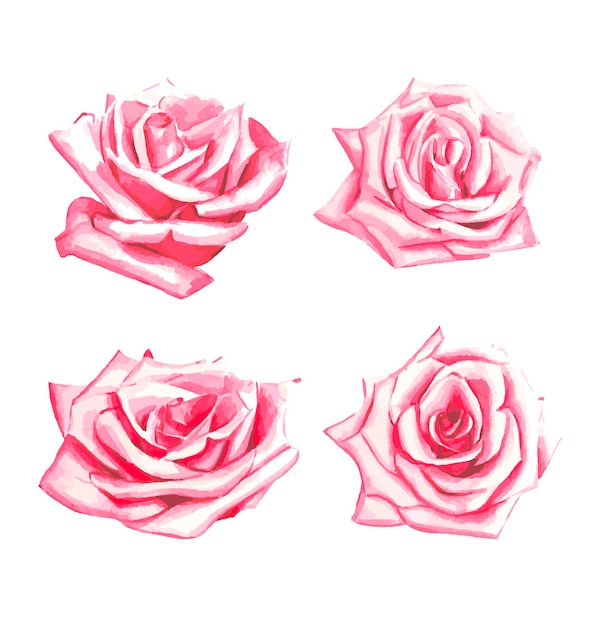 Pink beautiful roses. watercolour set.