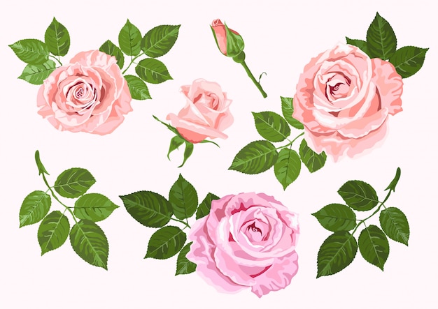 Vector pink and beige roses and leaves set isolated on white