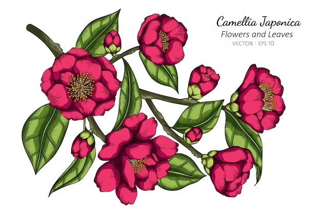 Pink Camellia Japonica flower and leaf drawing illustration