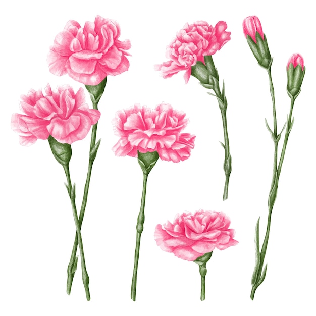 矢量粉红色康乃馨花插图