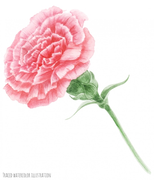 Vector pink carnation. symbol of mothers day