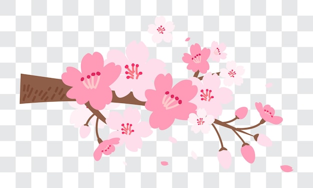 Pink Cherry blossom on fake transparent background