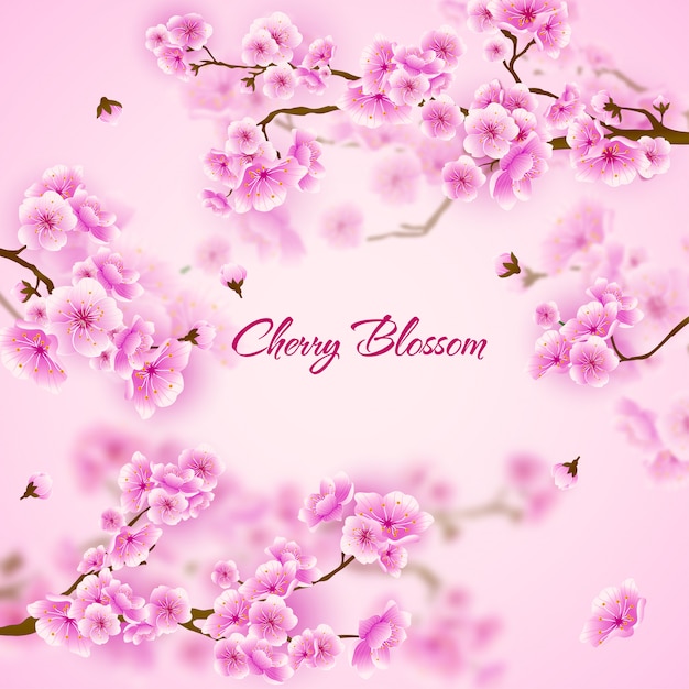 Cherry blossom sakura floral background rosa