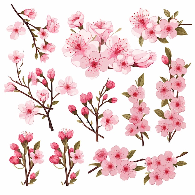 pink cherry blossom vector