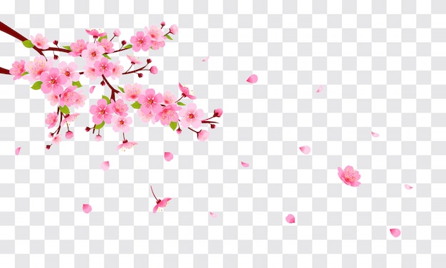 Vector pink cherry blossom with falling petals on transparent background.