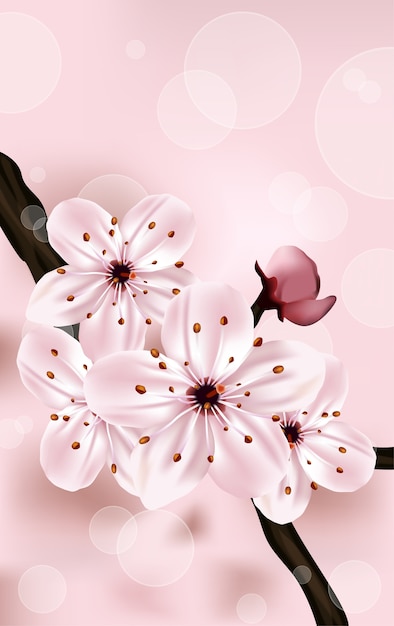 Vector pink cherry blossom.