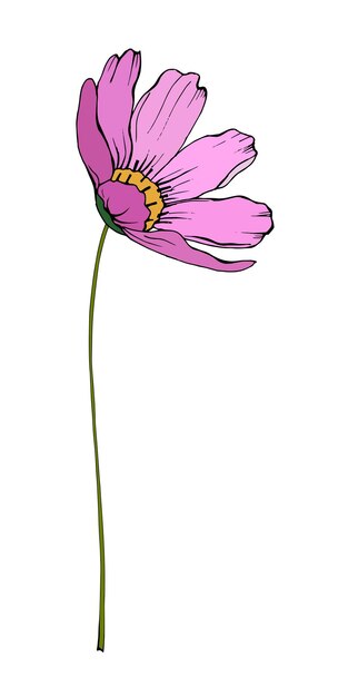 ピンクのコスモスの花のイラスト手描き