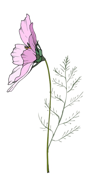 Pink cosmos flower illustration hand drawn