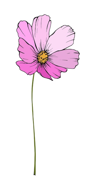 Pink cosmos flower illustration hand drawn