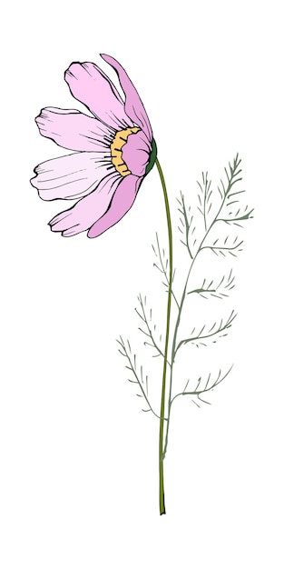 Pink cosmos flower illustration hand drawn