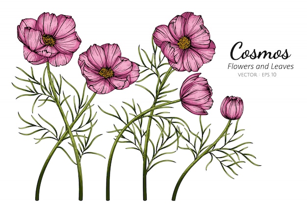 ピンクのコスモスの花と葉のイラストを描く