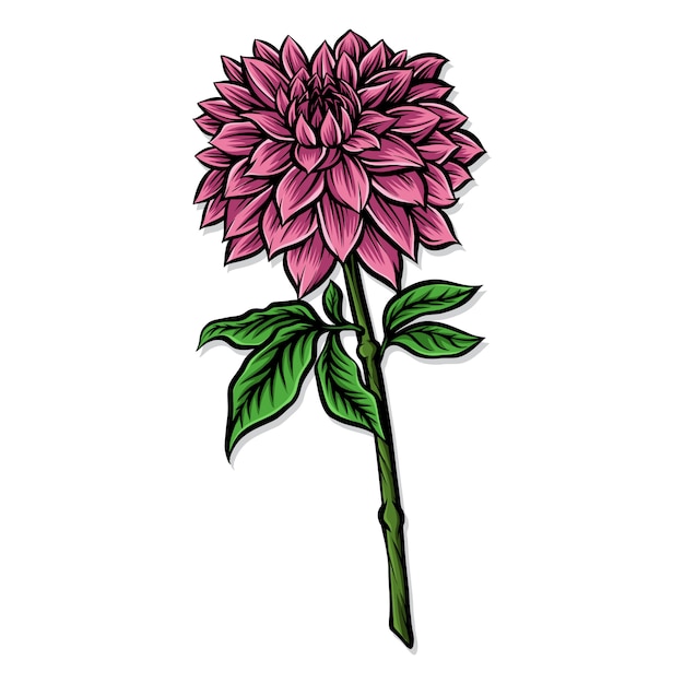 Pink dahlia vector illustration