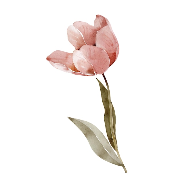 Pink delicate tulip vector watercolor