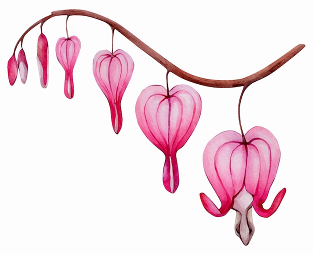 Vector pink dicentra flower watercolor branch isolated on white background illustration. floral clipart