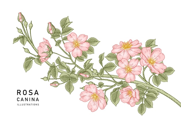 Vector pink dog rose (rosa canina) flower hand drawn botanical illustrations.