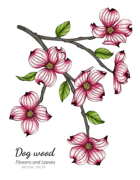 ピンクのハナミズキの花と葉のイラストを描く
