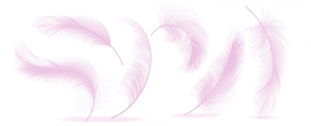 Pink Feathers 