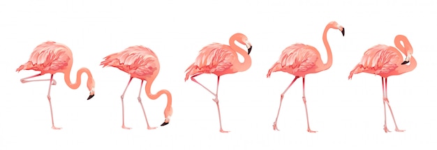 Pink flamingo bird set