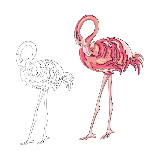 Pink flamingo Coloring book page Vector illustration