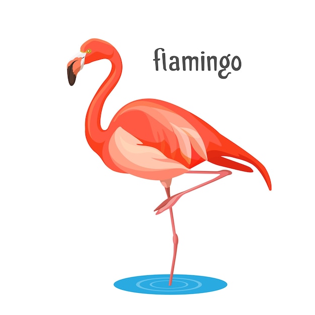 분홍색 또는 주홍색 깃털과 긴 다리와 목이있는 분홍색 플라밍고 키가 큰 새. 물을 마시기 위해 몸을 구부린 동물