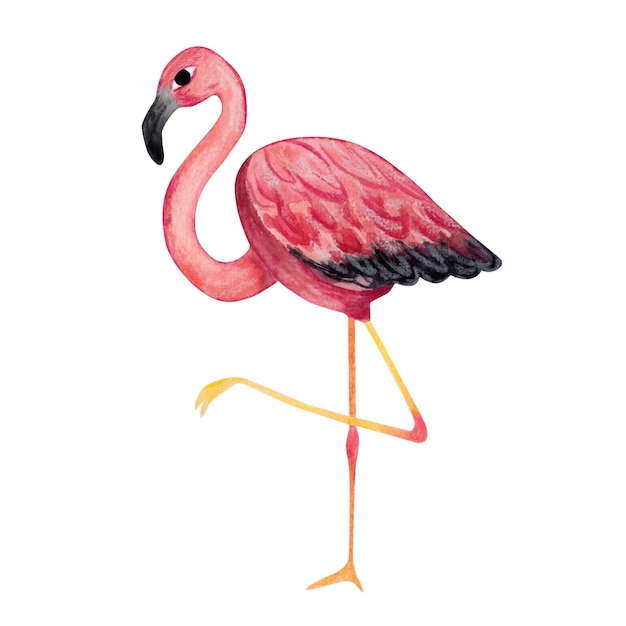 Pink flamingo Watercolor illustration Isolated element