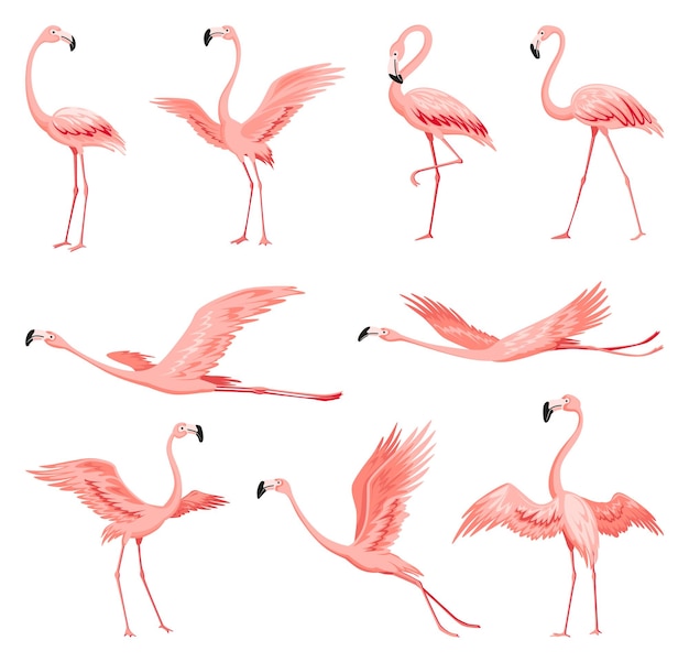 Pink flamingos exotic tropical birds characters isolated\
wildlife animals set nature wild fauna cute african birds