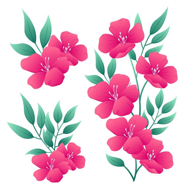 Collezione di illustrazioni di bouquet di fiori rosa