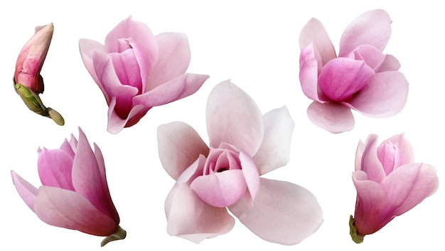 Vector pink flower magnolia