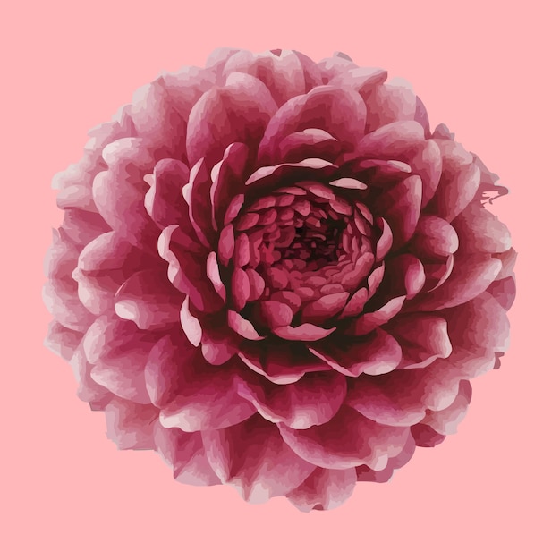 a pink flower with a large center