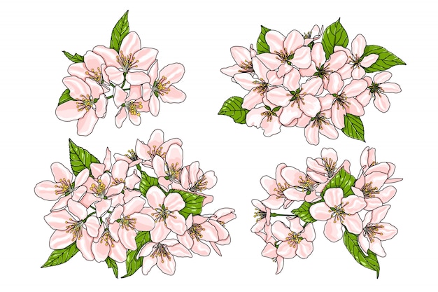 Vector pink flowers of apple tree with green leaves.