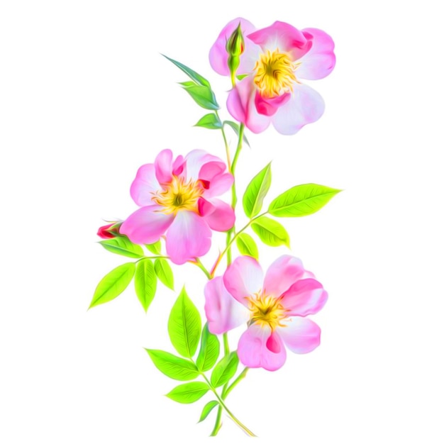 Pink flowers on a white background with green leaves