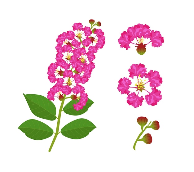 Vector pink flowers on a white background