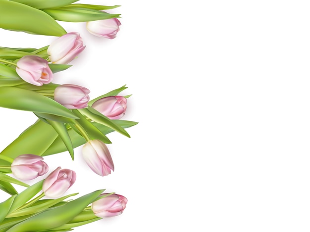 Vector pink fresh tulips on white.