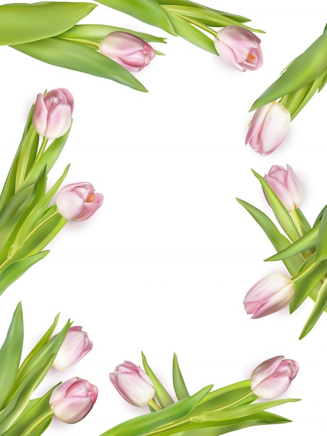Pink fresh tulips on white.