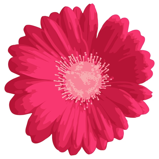 Vector pink gerbera daisy flower isolated on white background.